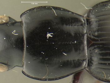 Media type: image;   Entomology 16435 Aspect: pronotum dorsal